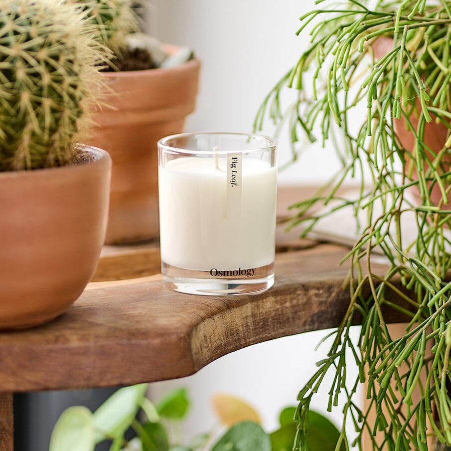 Fig Leaf Scented Candle Botanical Aery Wholesale 